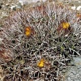 Echinocactus polycephalus Barstow Cal., USA ©JLcoll.jpg